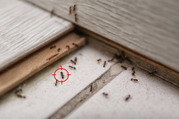 Best Rat Extermination Near Me  in Chester, IL