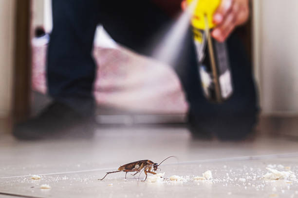 Best Wasp Removal Services  in Chester, IL